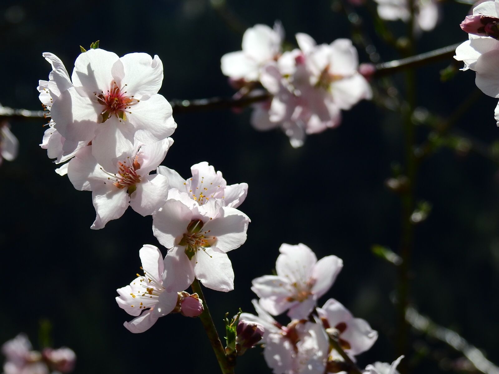 Nikon Coolpix P900 sample photo. Almond blossom, macro, spring photography