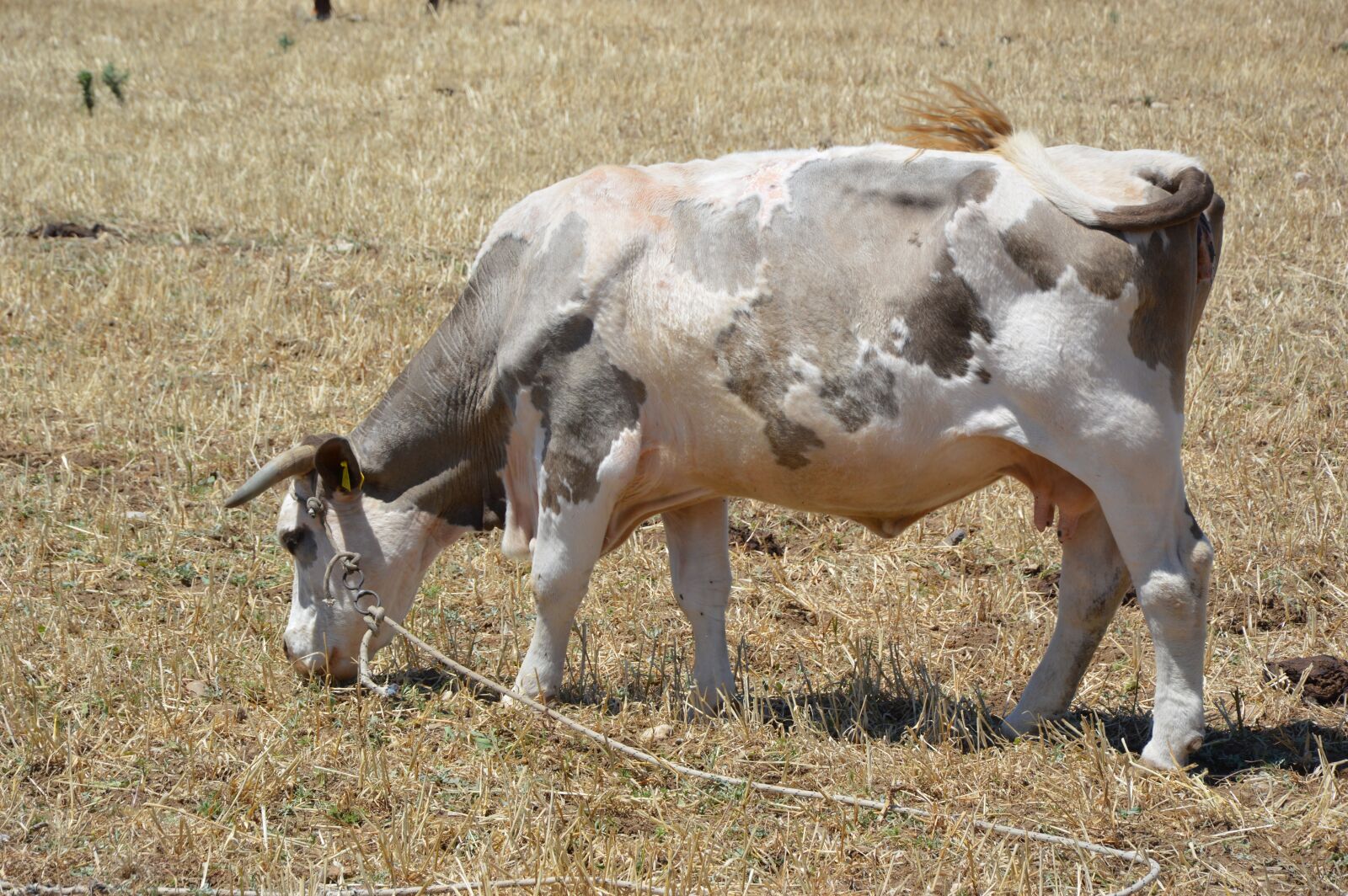 Nikon D3200 sample photo. Cow, pasture, beef photography
