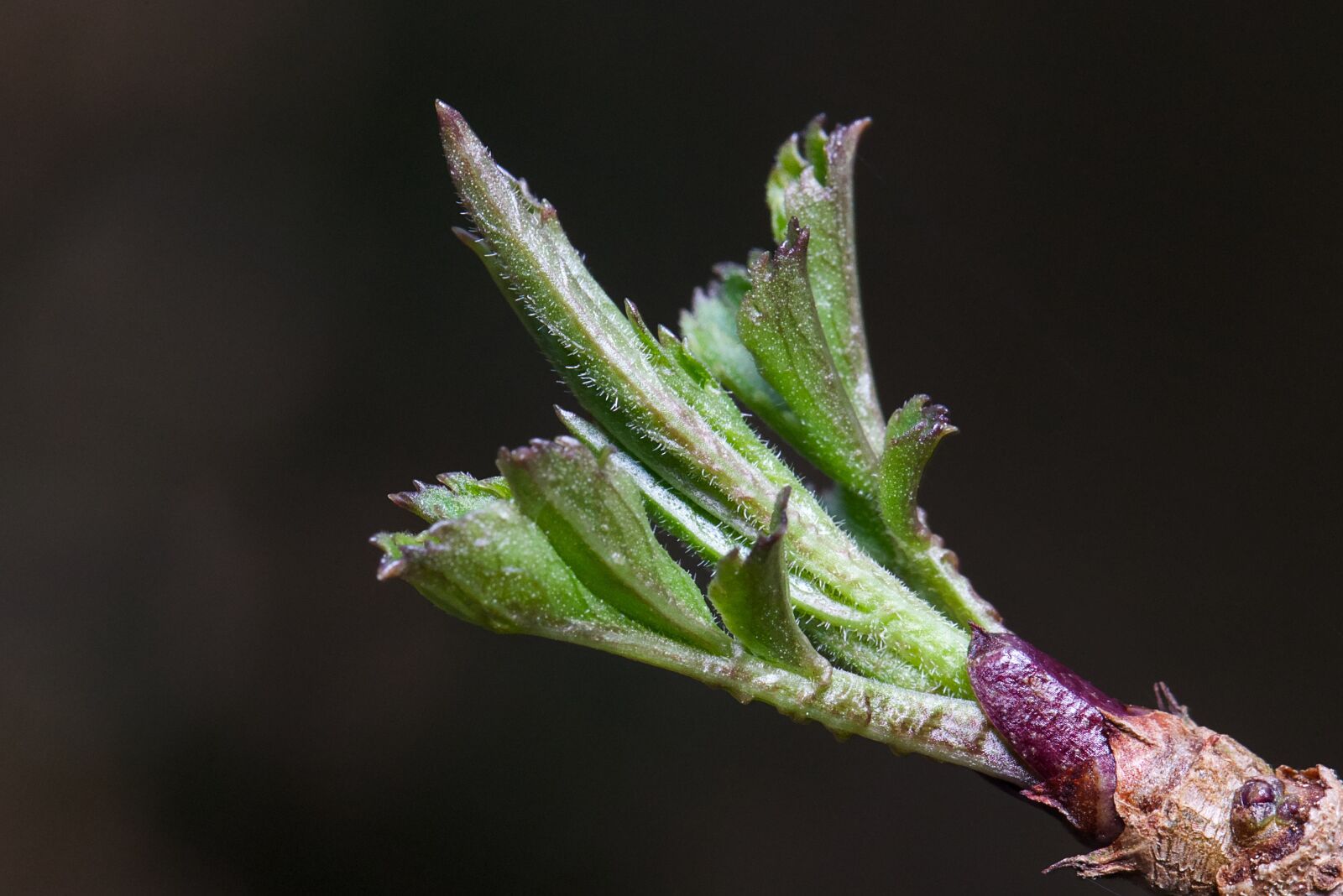 Canon EF 100mm F2.8L Macro IS USM sample photo. Leaf, spring, green photography