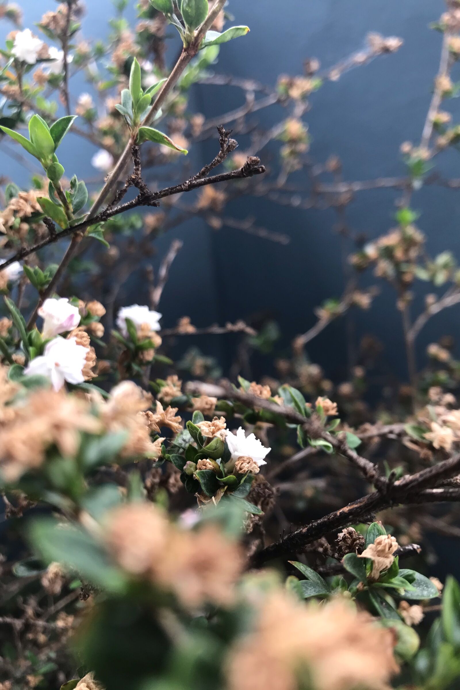 iPhone 7 back camera 3.99mm f/1.8 sample photo. Little tree, white flowers photography