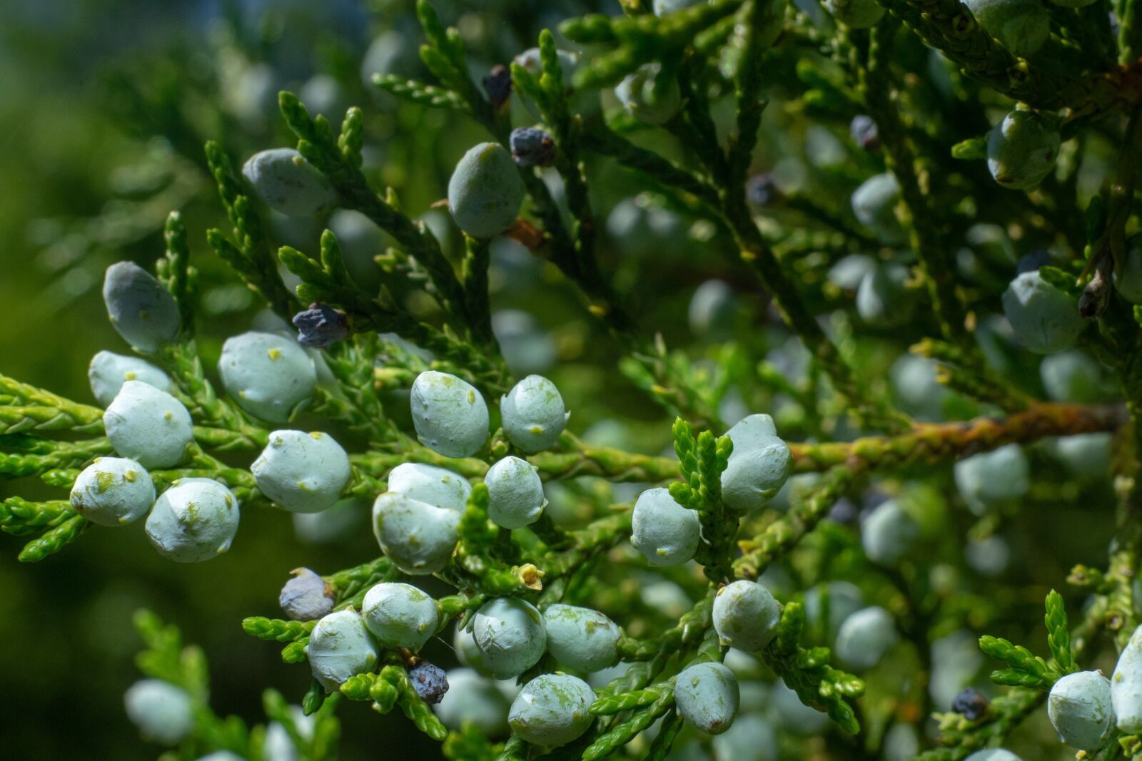 Sony a7 II + Sony FE 50mm F1.8 sample photo. Green, flower, nature photography