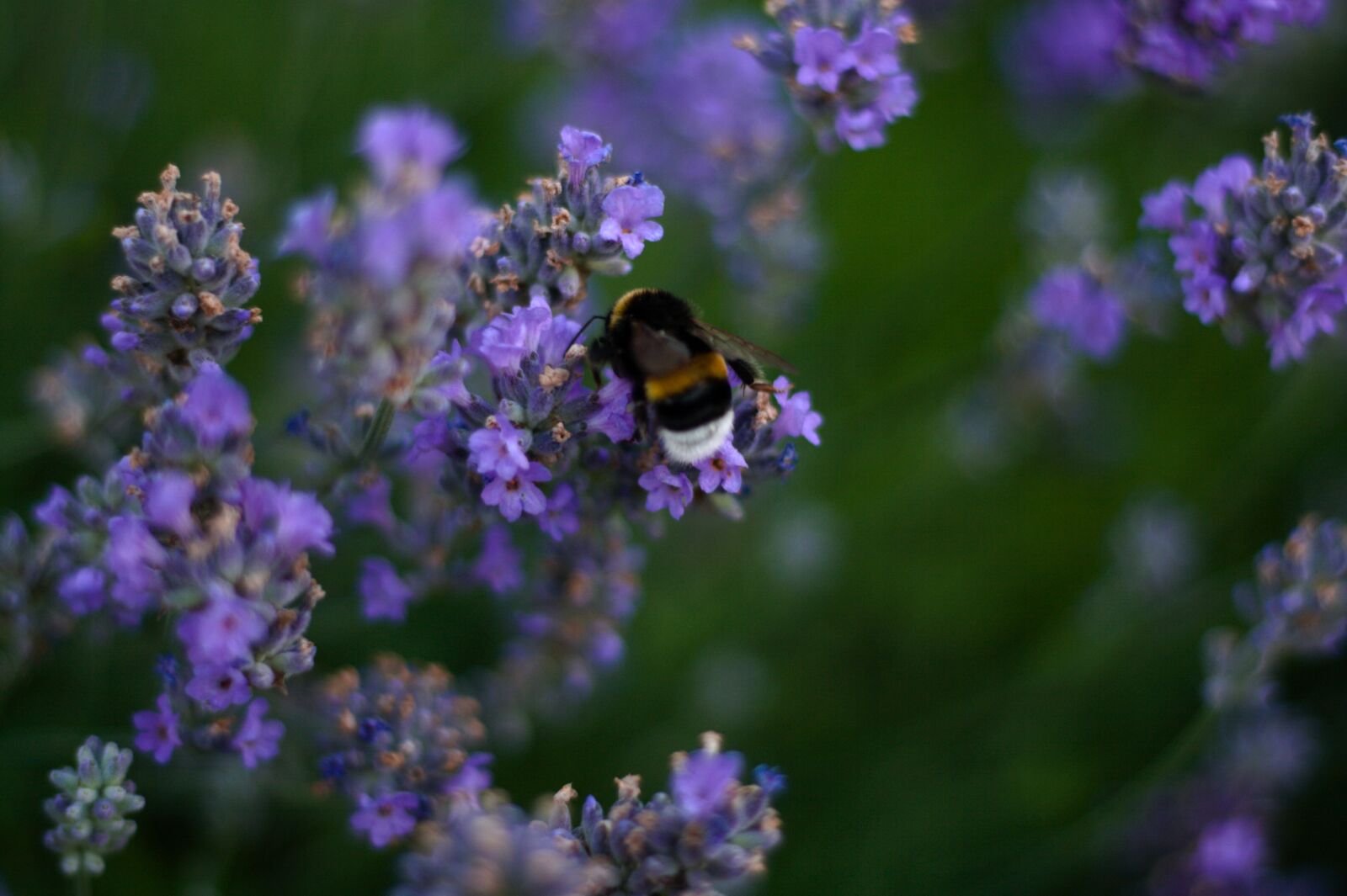 Canon EOS 400D (EOS Digital Rebel XTi / EOS Kiss Digital X) sample photo. Bee, flower, meadow photography