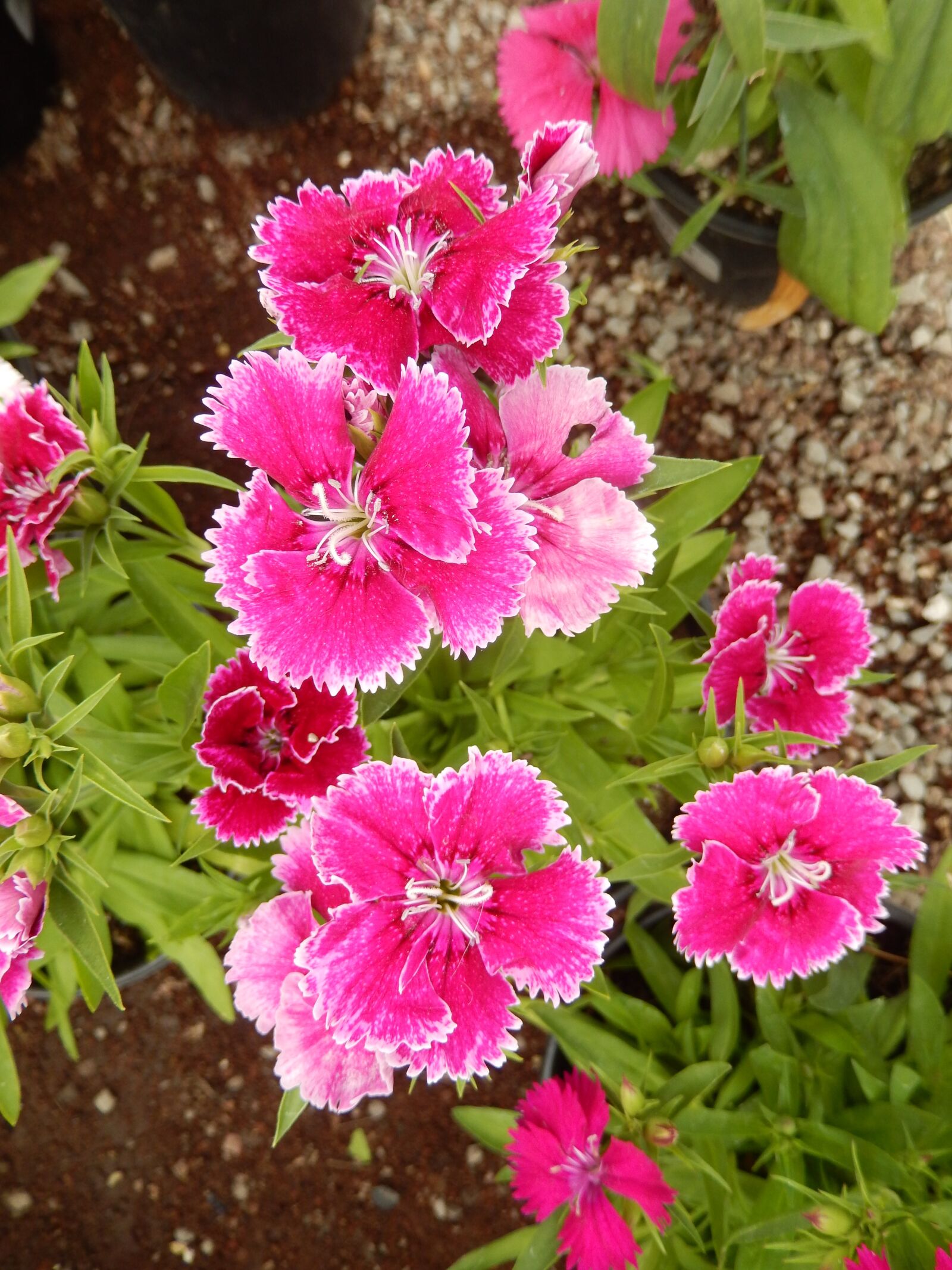 Nikon COOLPIX S9400 sample photo. Dianthus, carnation, red flowers photography