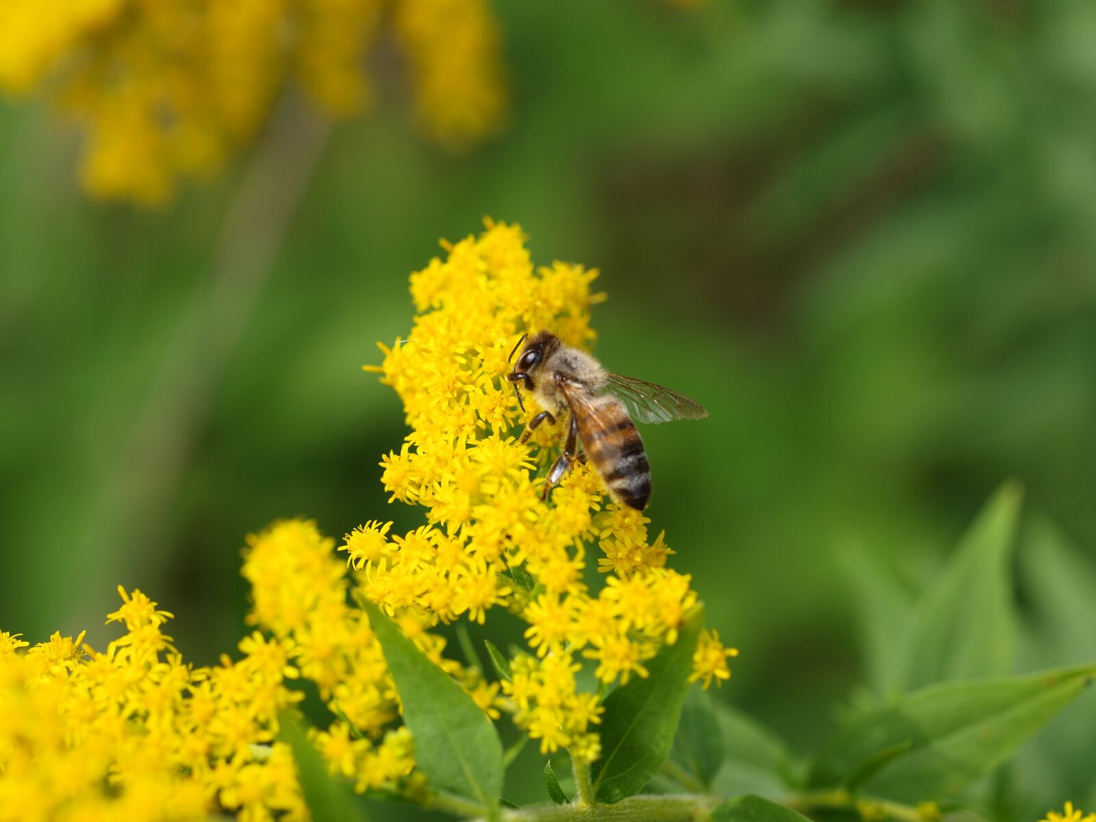 Olympus E-520 (EVOLT E-520) sample photo. Nature, flower, leaf photography