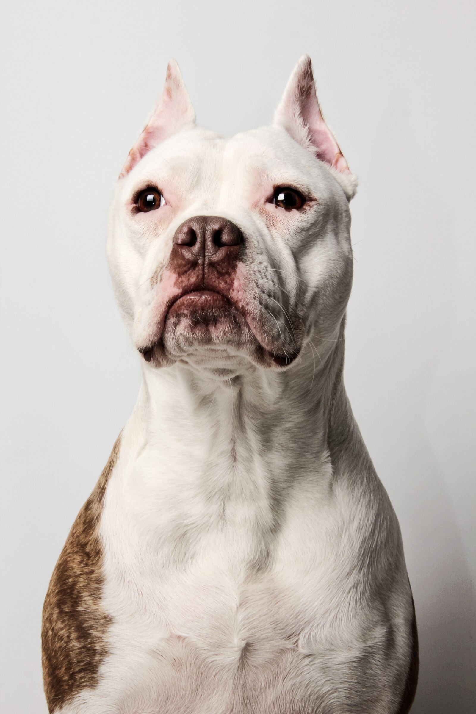 Canon EOS 550D (EOS Rebel T2i / EOS Kiss X4) sample photo. Pitbull, dog, bitch photography