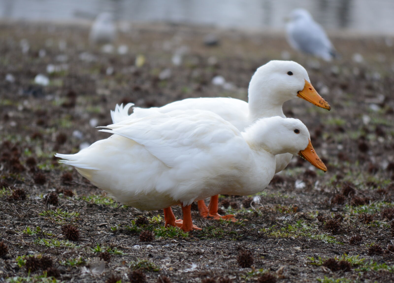 Nikon D5200 sample photo. Animals, birds, ducks, fowl photography