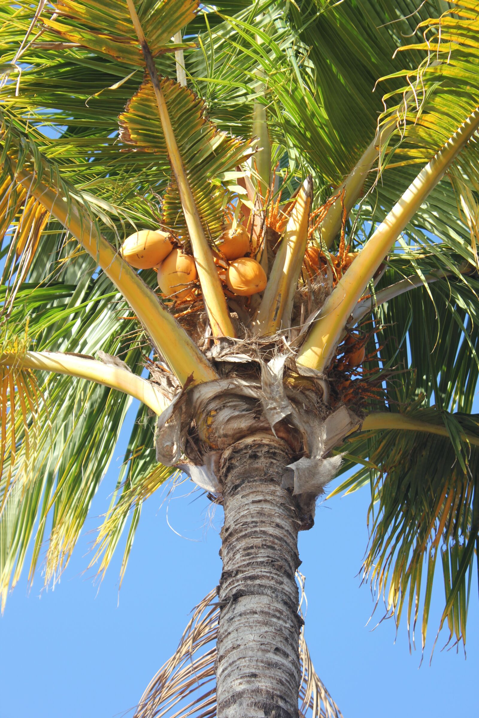 Canon EOS 550D (EOS Rebel T2i / EOS Kiss X4) sample photo. Palm, coconut, tree photography