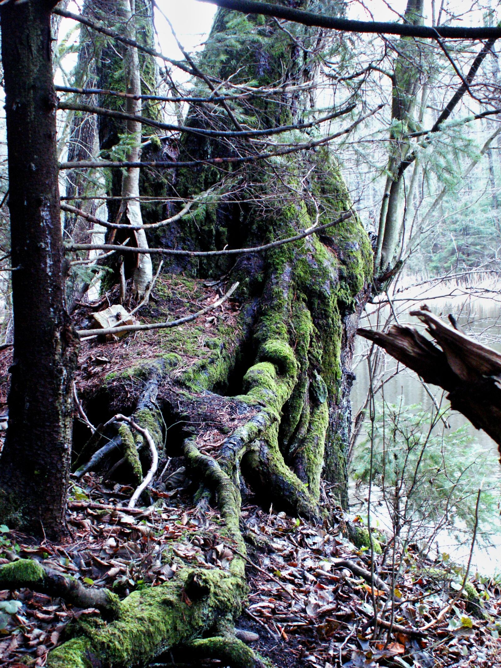 KONICA MINOLTA DiMAGE Z5 sample photo. Tree, nature, mosses photography