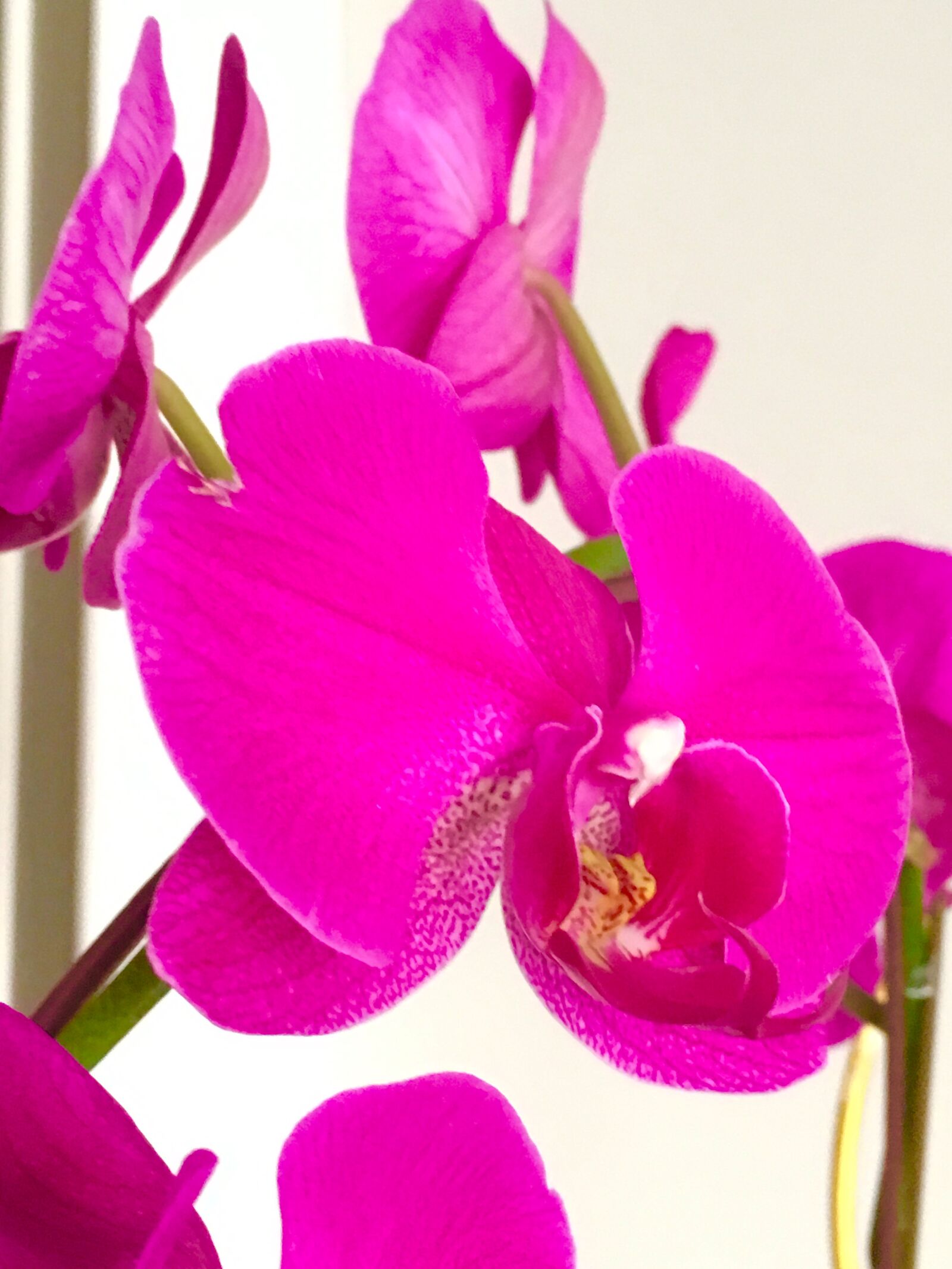 Apple iPhone 6s sample photo. Flower, orchid, petals photography