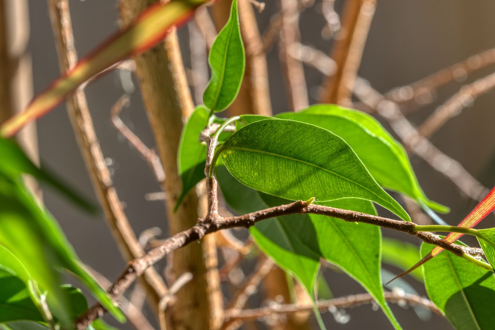 Nikon D750 sample photo. Houseplant, ficus, leaves photography