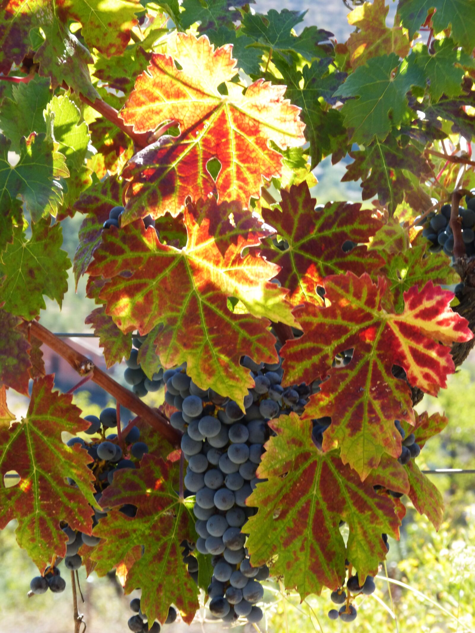 Panasonic DMC-FZ62 sample photo. Strain, vine, autumn photography