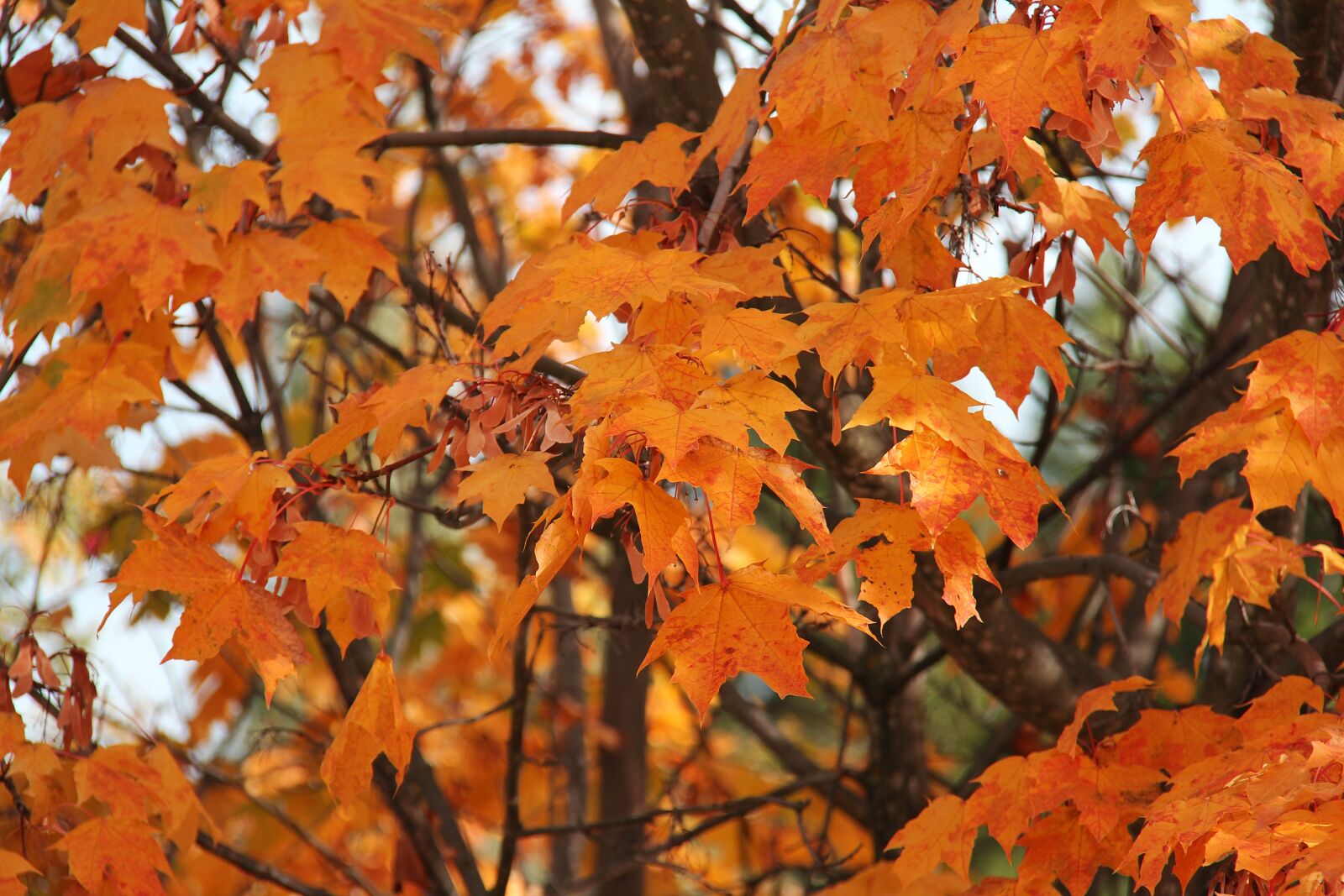 Canon EF-S 18-200mm F3.5-5.6 IS sample photo. Autumn, yellow, orange photography