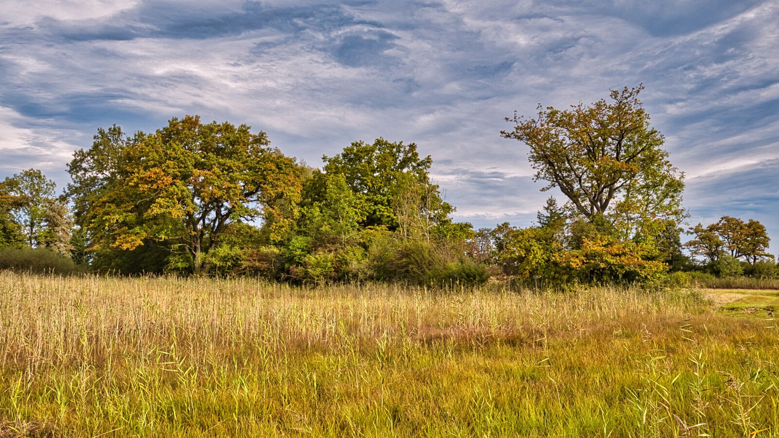 Nikon D7500 sample photo. Autumn, trees, shrubs photography