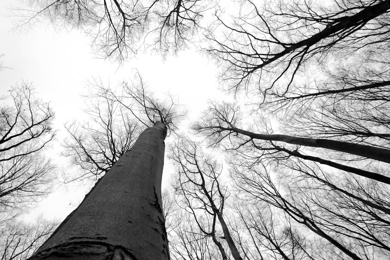 Tokina AT-X Pro 11-16mm F2.8 DX sample photo. Black, white, forest, grey photography