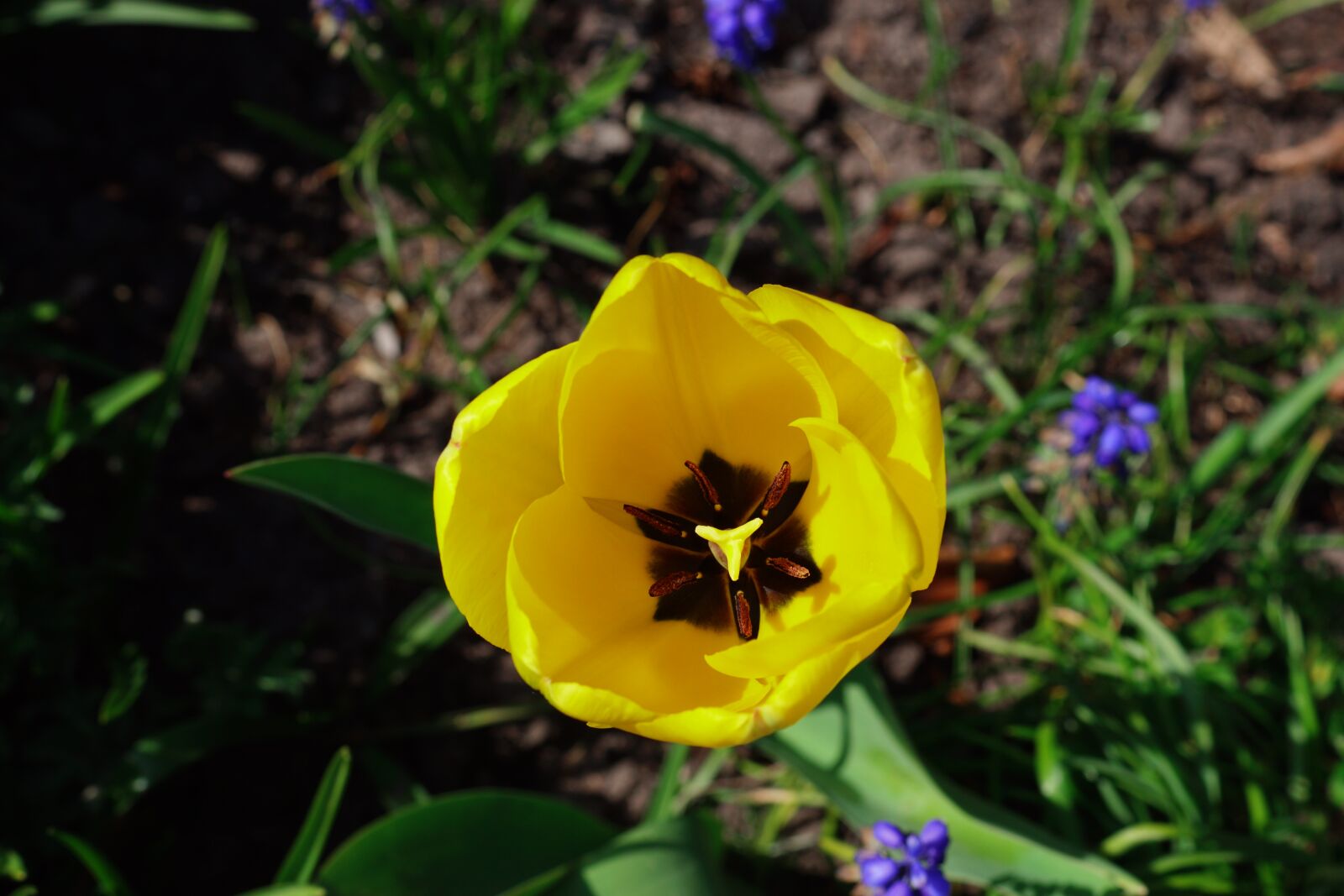 Sony SLT-A68 sample photo. Tulip, yellow, spring photography