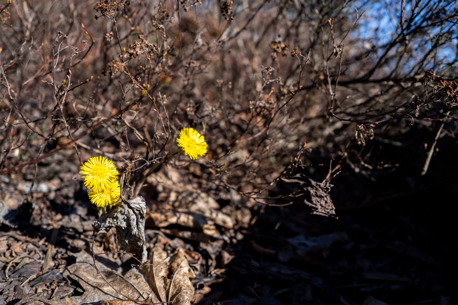 Sony a7R IV + Sony FE 24mm F2.8 G sample photo. Coltsfoot rising photography