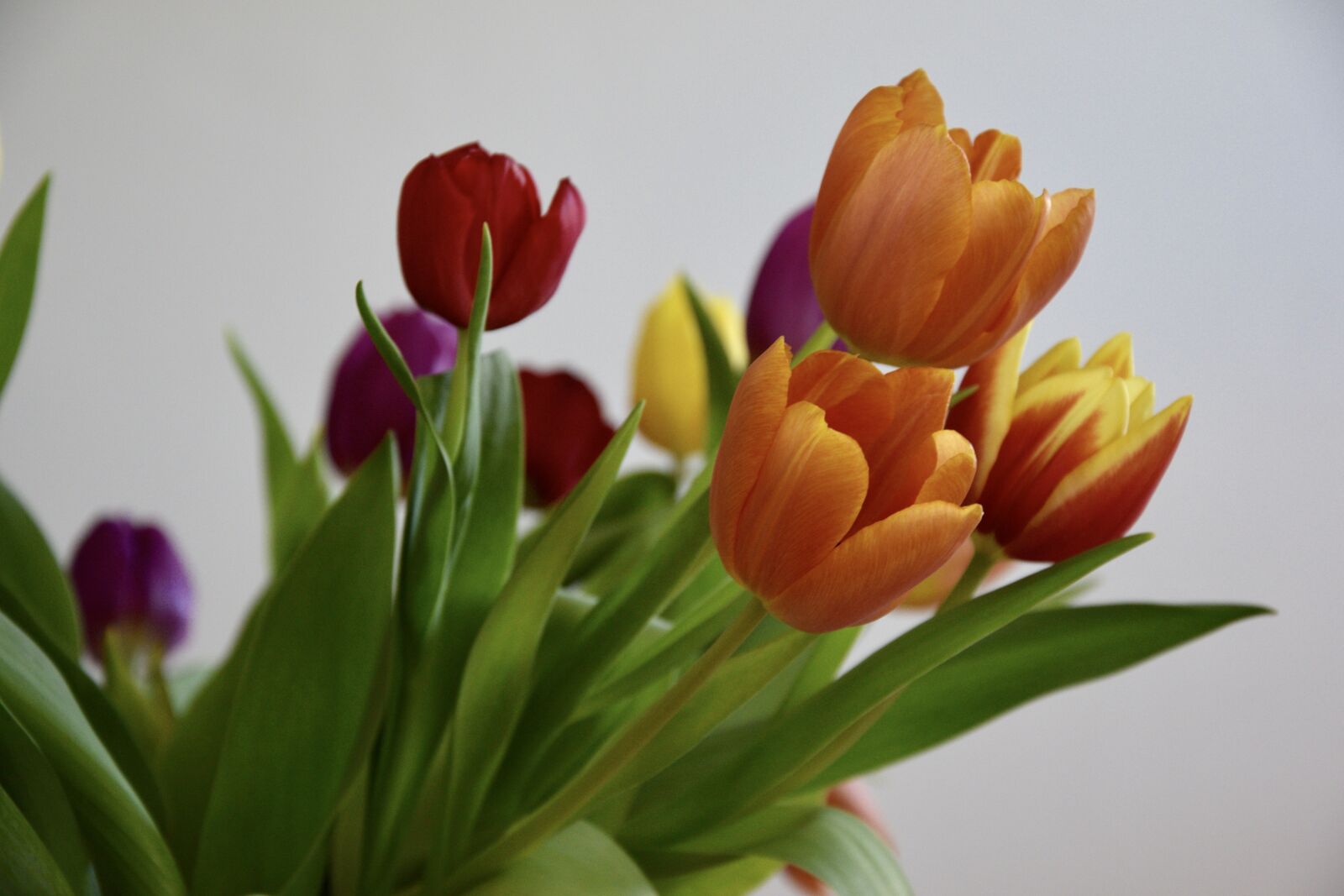 Nikon D3300 sample photo. Tulips, netherlands, color photography