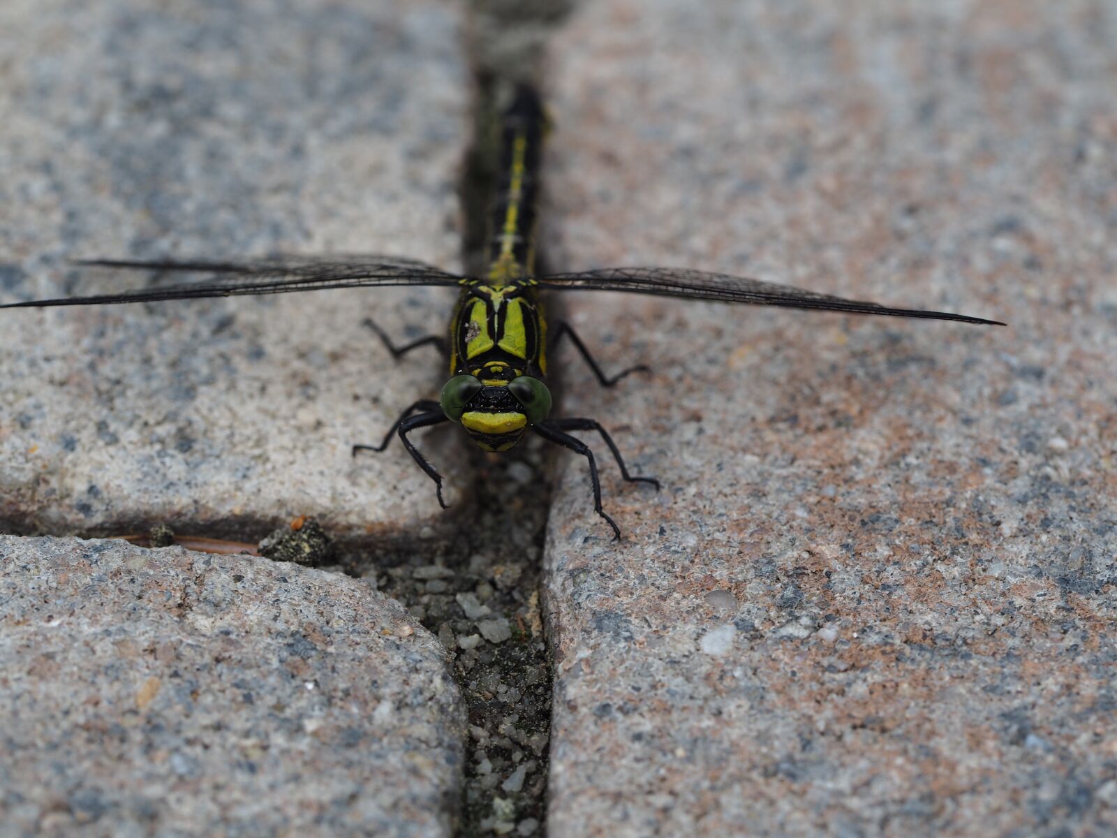 Olympus PEN E-PL7 + Olympus M.Zuiko Digital ED 60mm F2.8 Macro sample photo. Dragonfly, insect, spring photography