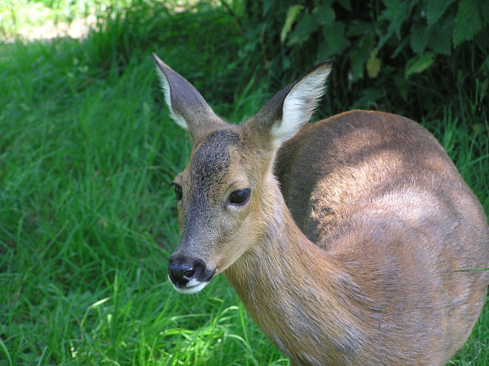 Olympus C750UZ sample photo. Roe deer, meadow, green photography