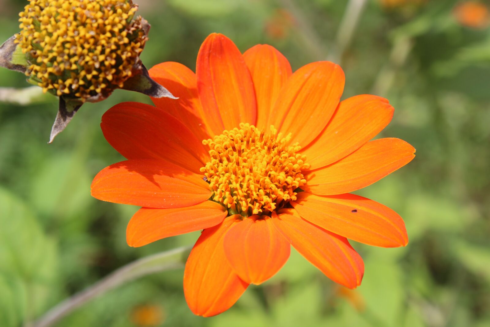 Canon EOS 600D (Rebel EOS T3i / EOS Kiss X5) sample photo. Flower, nature, orange photography