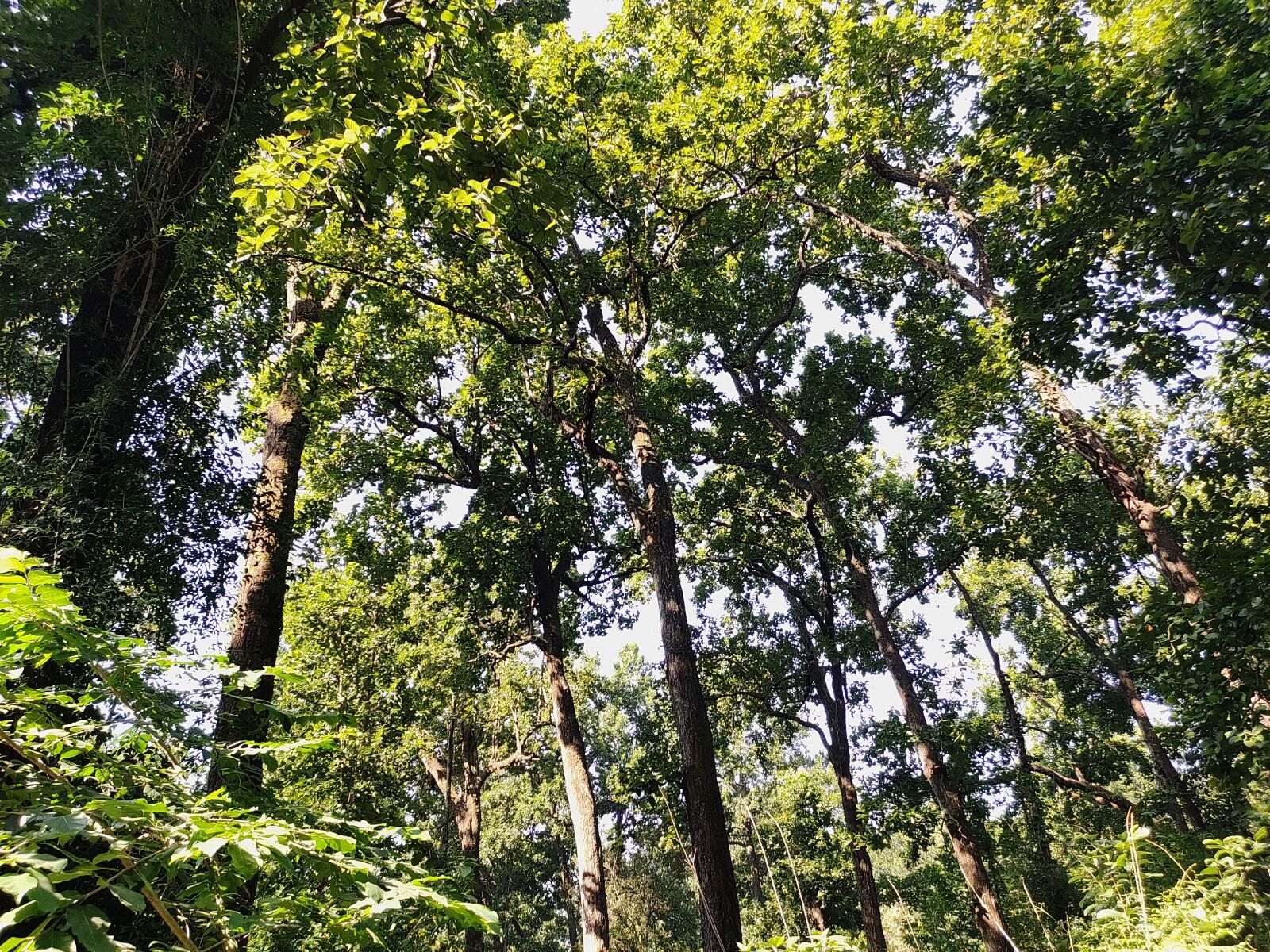 Xiaomi Redmi Note 7 Pro sample photo. Forest, jungle, nature photography