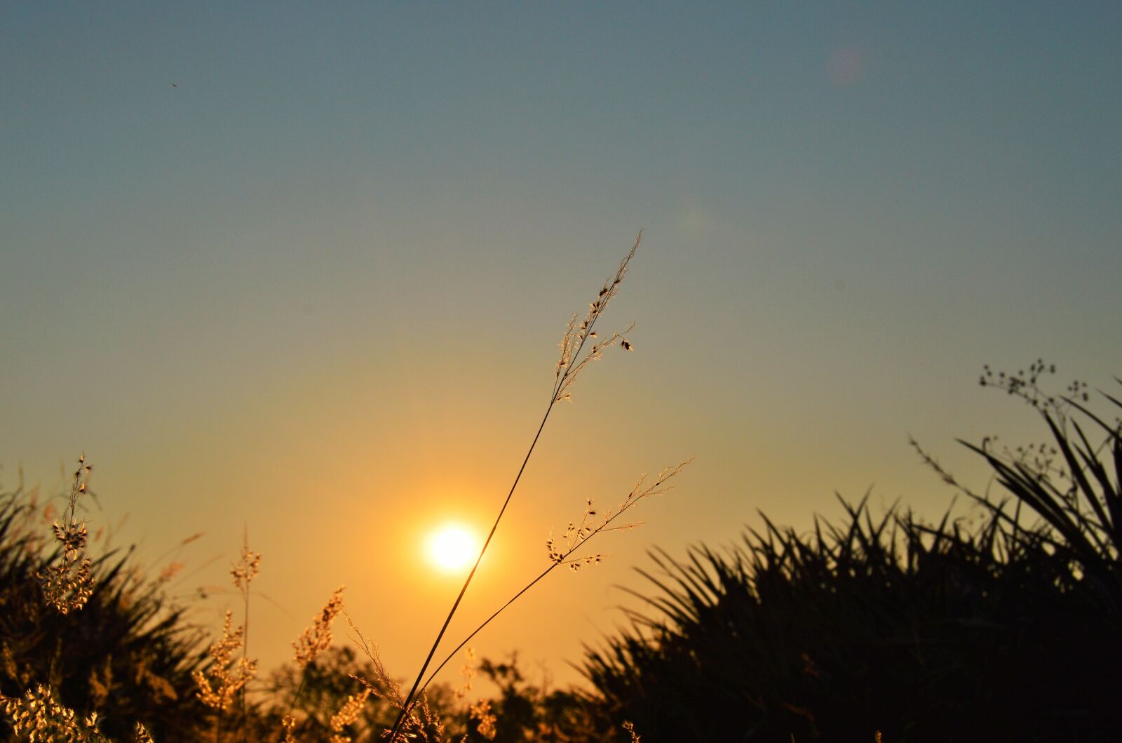 Nikon D3200 sample photo. Sunset, nature, flowers photography