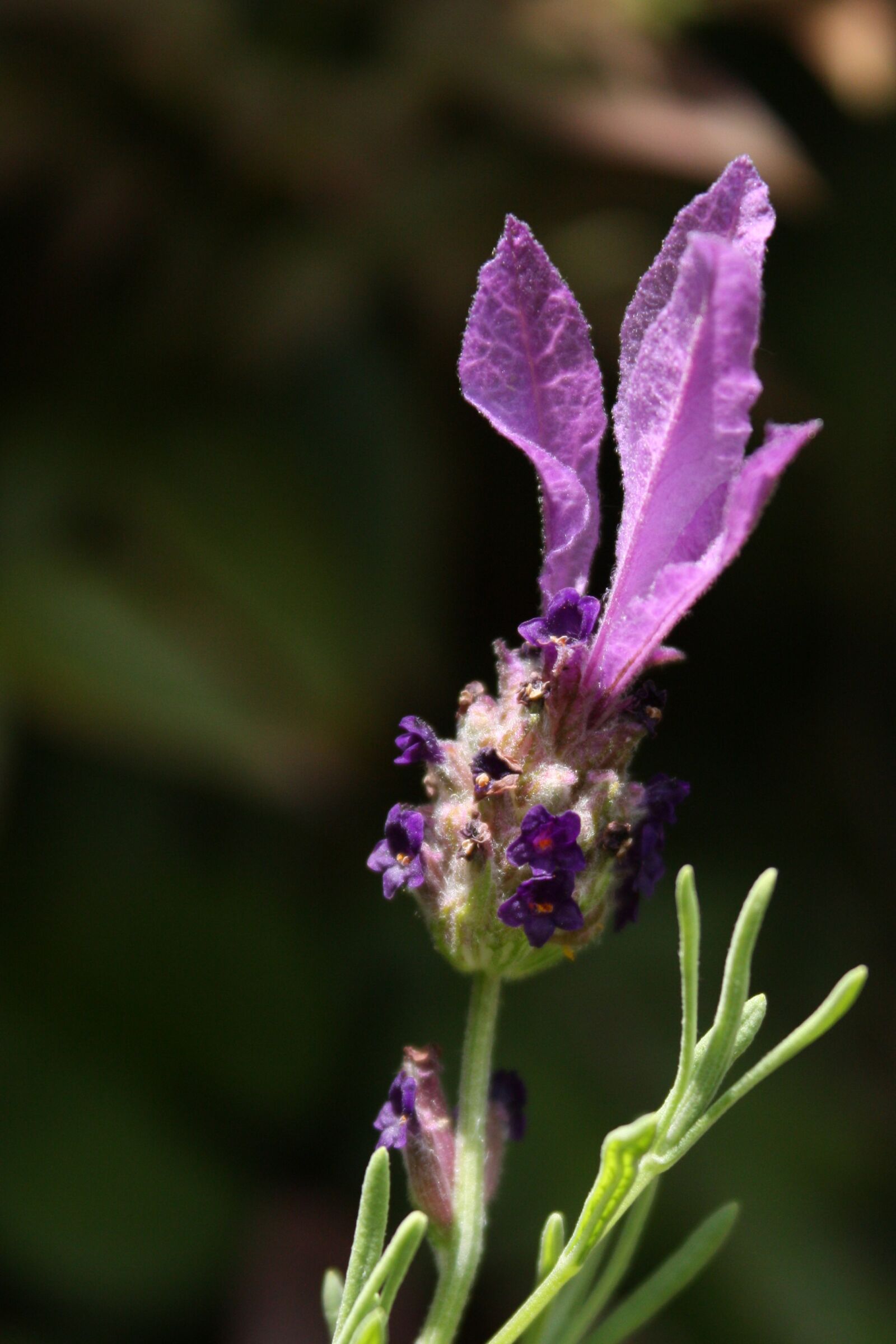 Canon EOS 450D (EOS Rebel XSi / EOS Kiss X2) sample photo. Lavender, purple flower, lavender photography