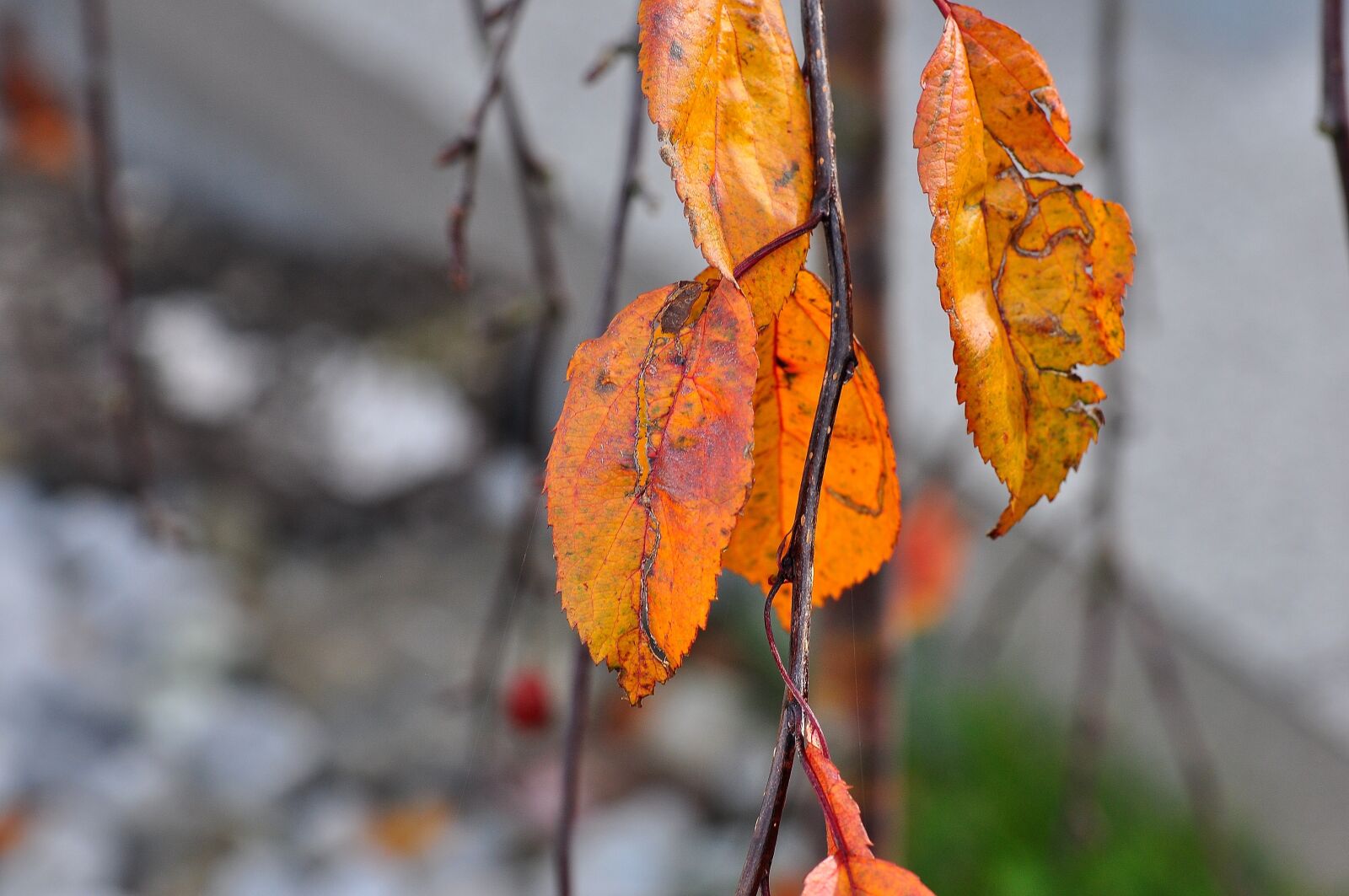 Nikon D90 sample photo. Leaves, autumn, macro photography
