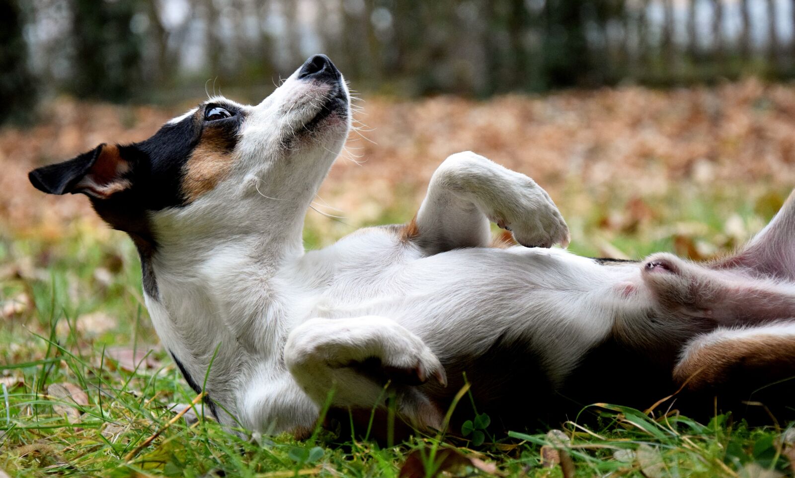 Nikon D3300 sample photo. Dog, concerns, meadow photography