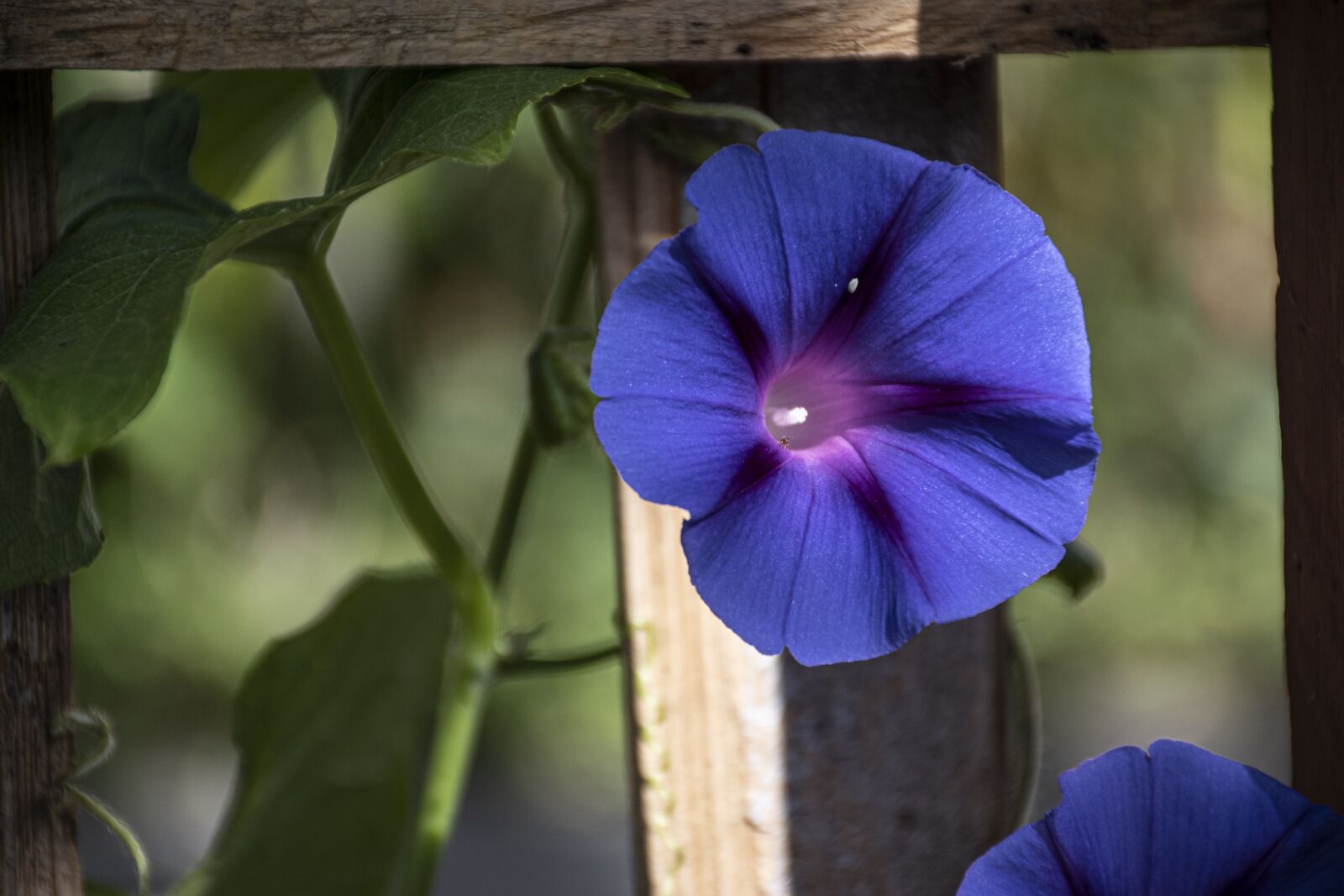Nikon D5500 sample photo. Bells, campaigns, bell photography