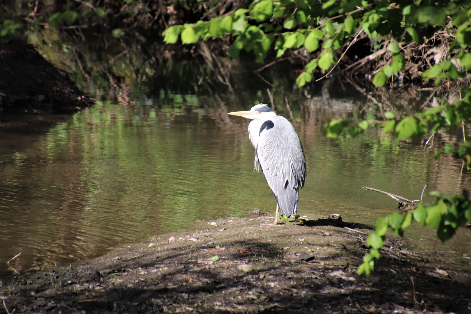 Canon EOS 800D (EOS Rebel T7i / EOS Kiss X9i) sample photo. Herons, birds, river photography