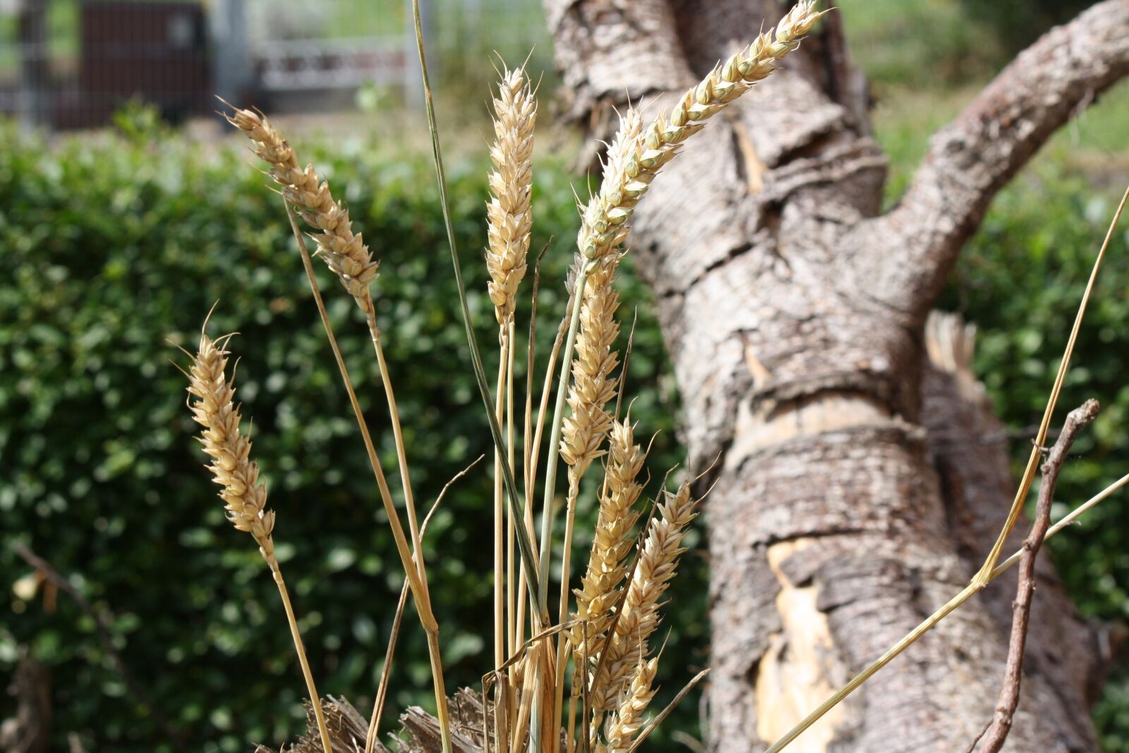 Canon EOS 1000D (EOS Digital Rebel XS / EOS Kiss F) sample photo. Cereals, grain, summer photography