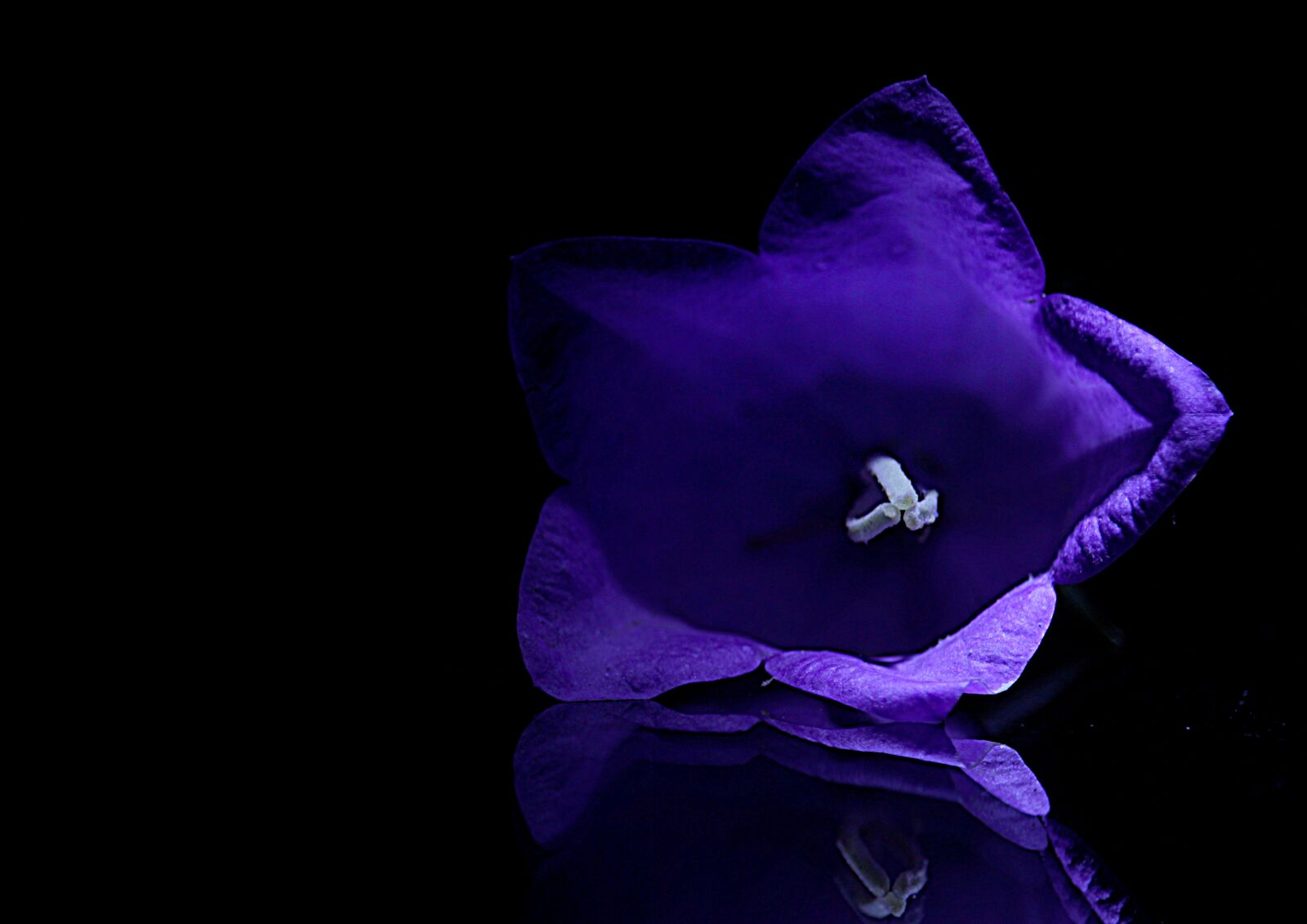 Canon EF-S 55-250mm F4-5.6 IS STM sample photo. Bell, flower, bloom photography