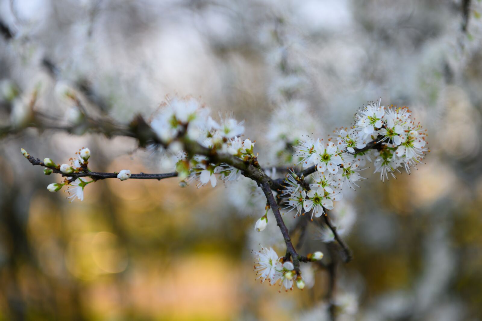 Nikon Z7 sample photo. Spring, flowers, white photography