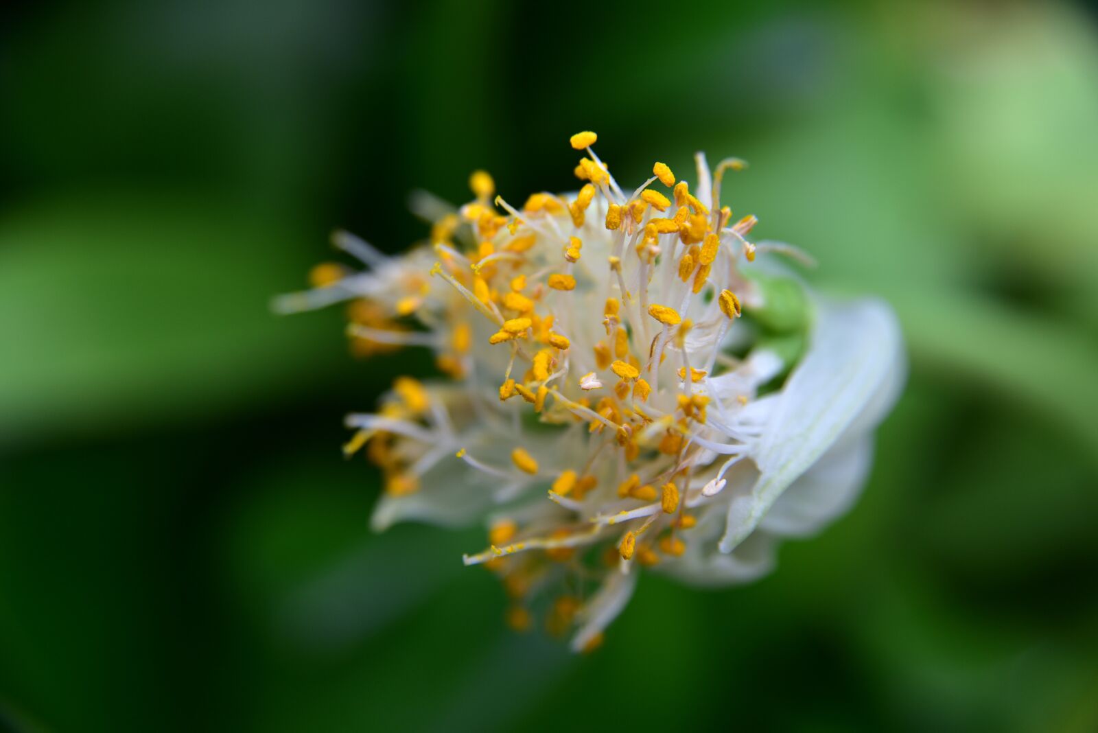 Nikon D750 sample photo. Elephant ear, blossom, bloom photography
