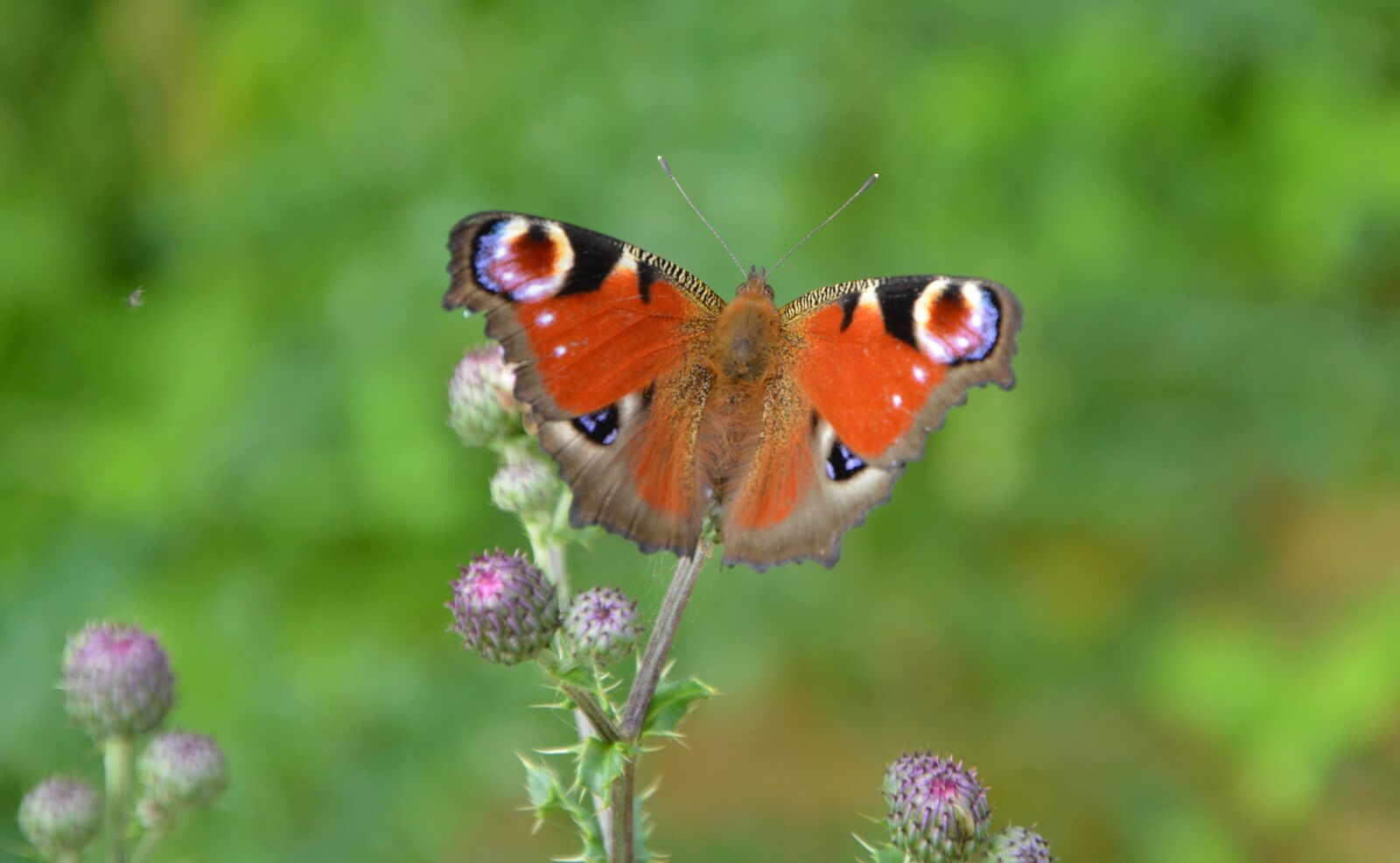 Nikon D5200 sample photo. Butterfly, insect, wings photography
