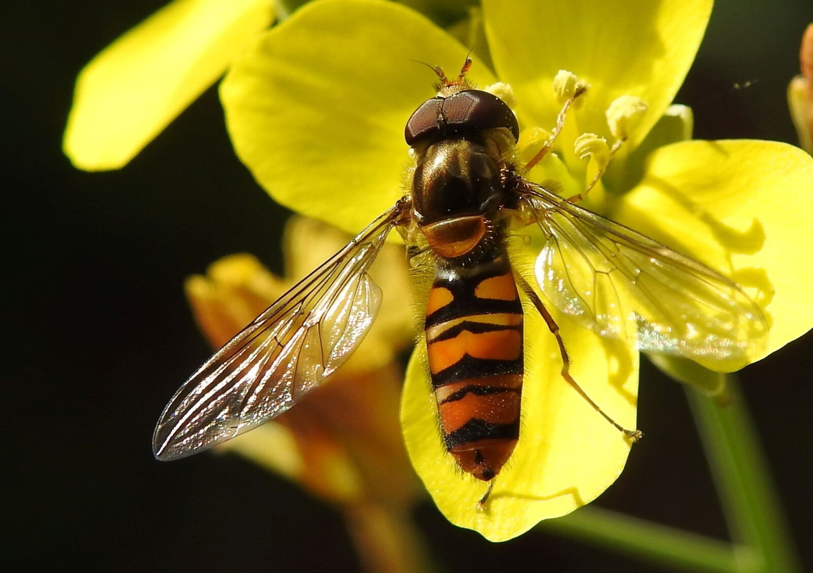 Nikon Coolpix P900 sample photo. Insect, macro, close up photography