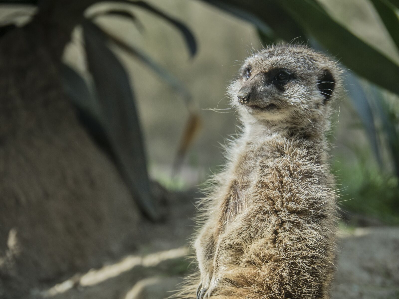 Olympus OM-D E-M5 II sample photo. Meerkat, watchman, dawn photography