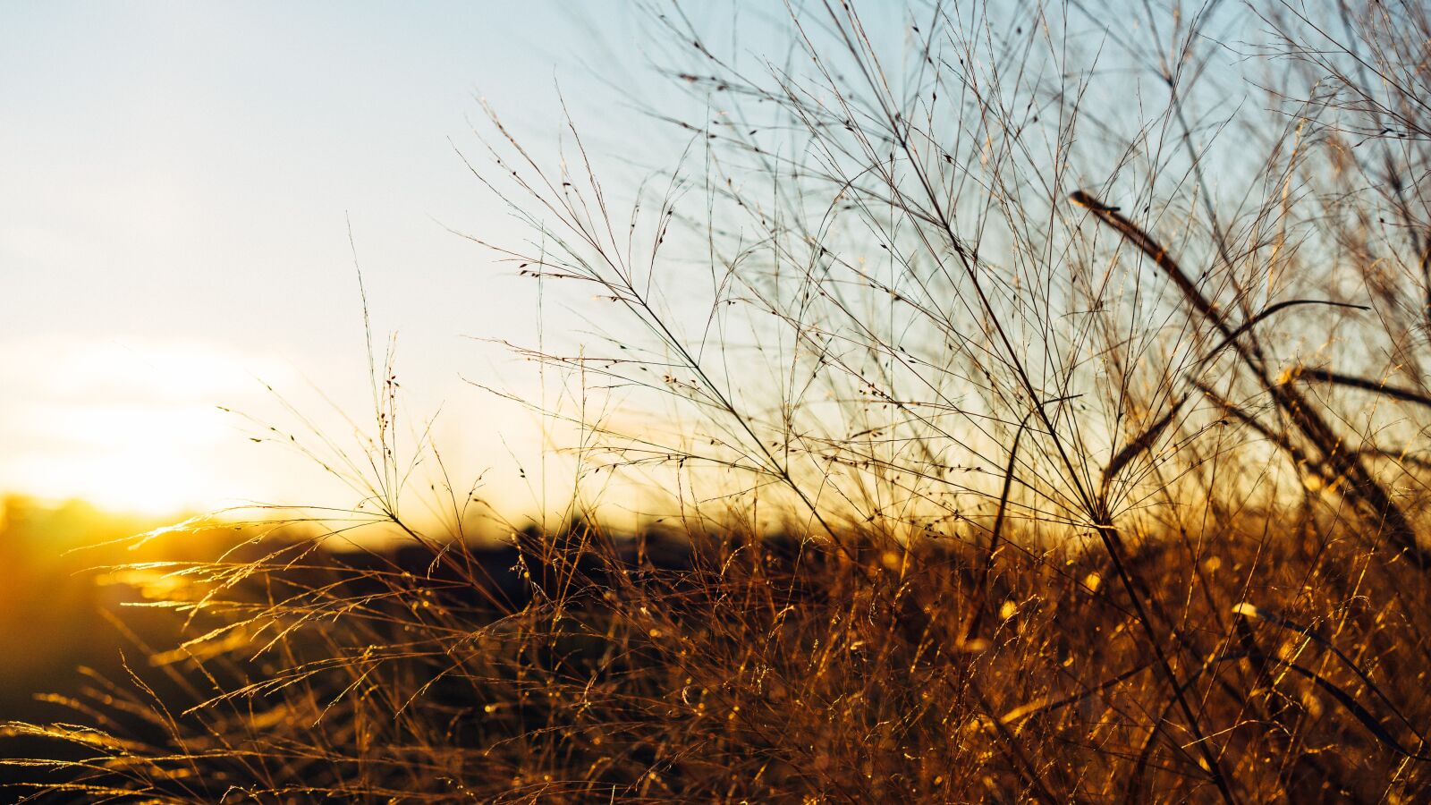 Sony a7 II + Sony Sonnar T* FE 55mm F1.8 ZA sample photo. Dawn, dusk, grass photography