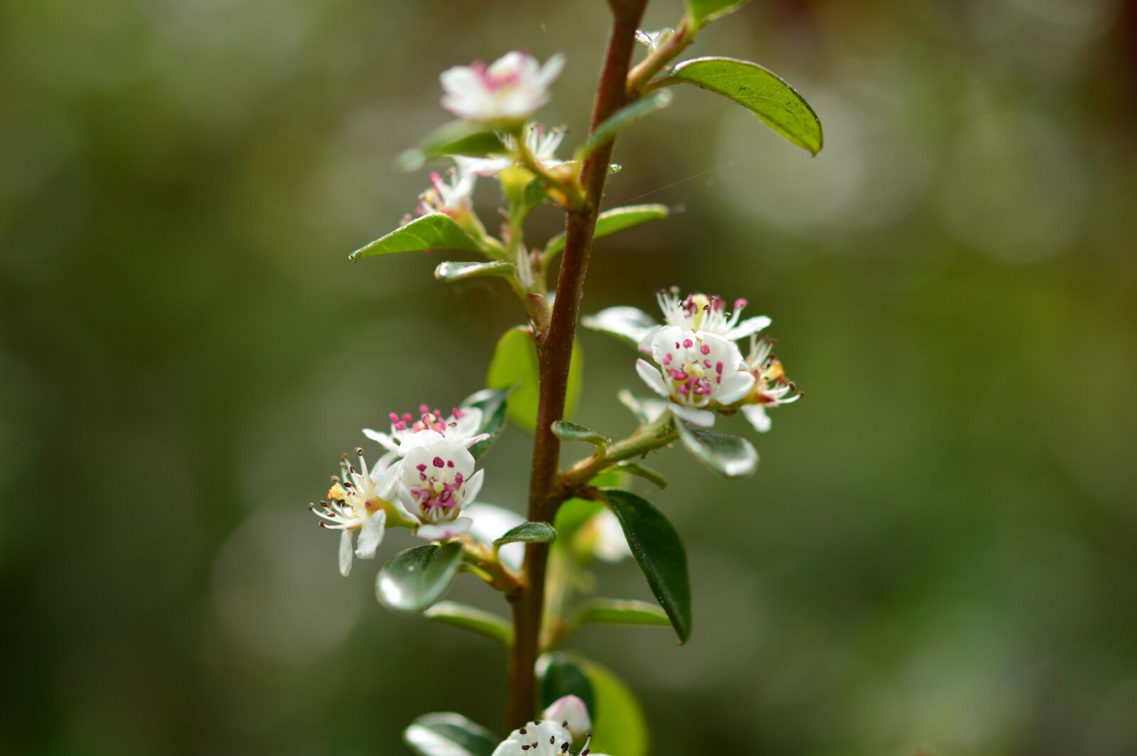 Nikon D3200 sample photo. Nature, leaf, flora photography
