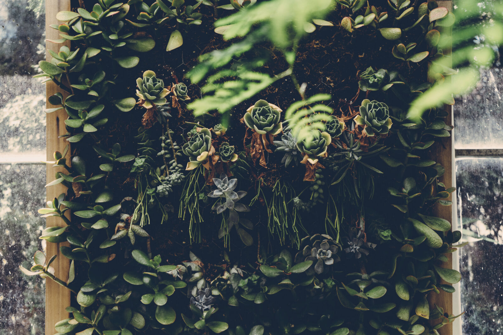 Sony a7 II + Sony FE 28-70mm F3.5-5.6 OSS sample photo. Beautiful, botanical, environment, foliage photography