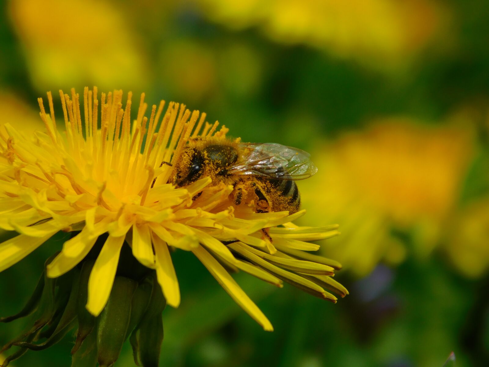 Nikon Coolpix B500 sample photo. Pollination, bee, honey photography