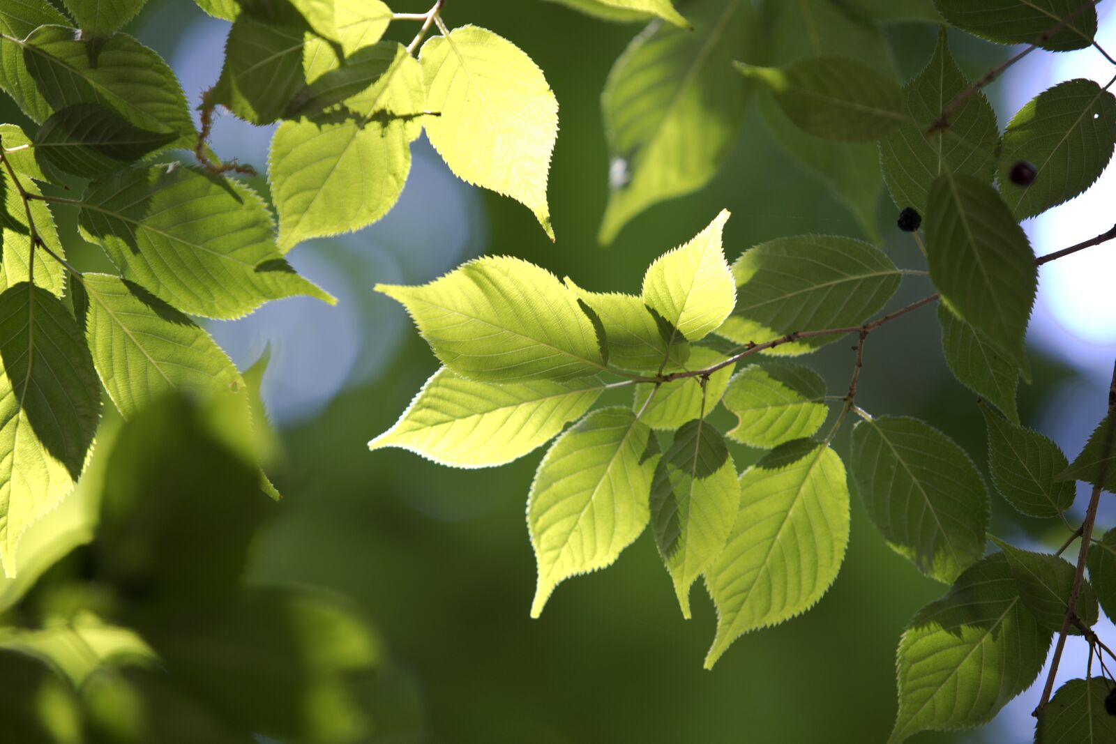 Canon EOS 6D Mark II sample photo. The leaves, state of photography