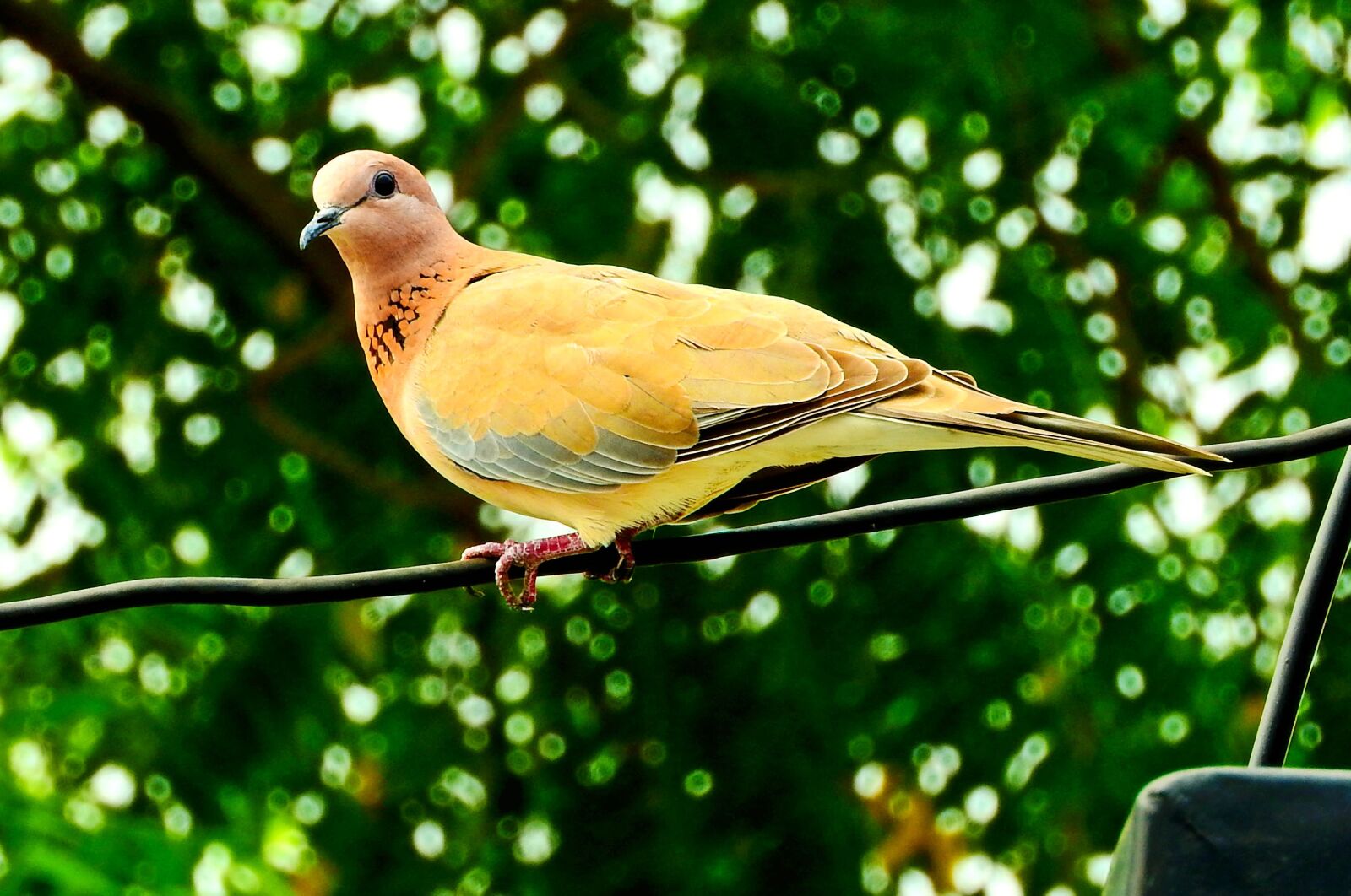 Nikon Coolpix P610 sample photo. Dove, bird, peace photography