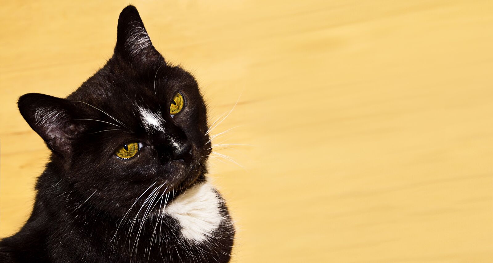 Sony DT 18-200mm F3.5-6.3 sample photo. Cat, pet, look back photography