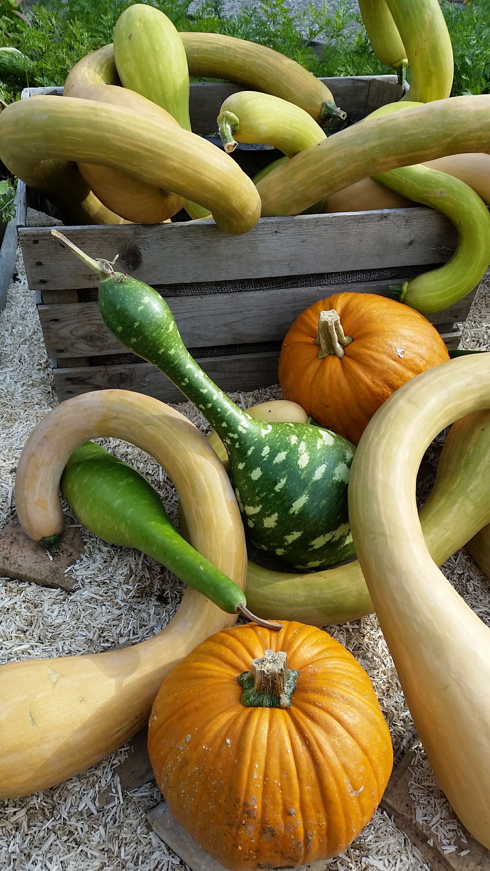 Samsung Galaxy S5 sample photo. Gourds, shapes, pumpkin photography