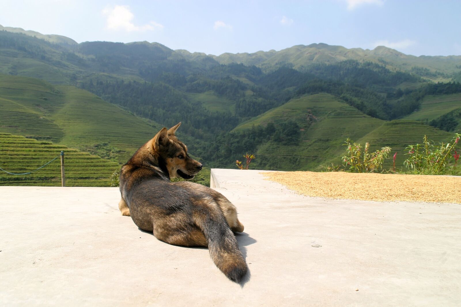 Canon EOS 10D sample photo. Dog, china, plantation photography