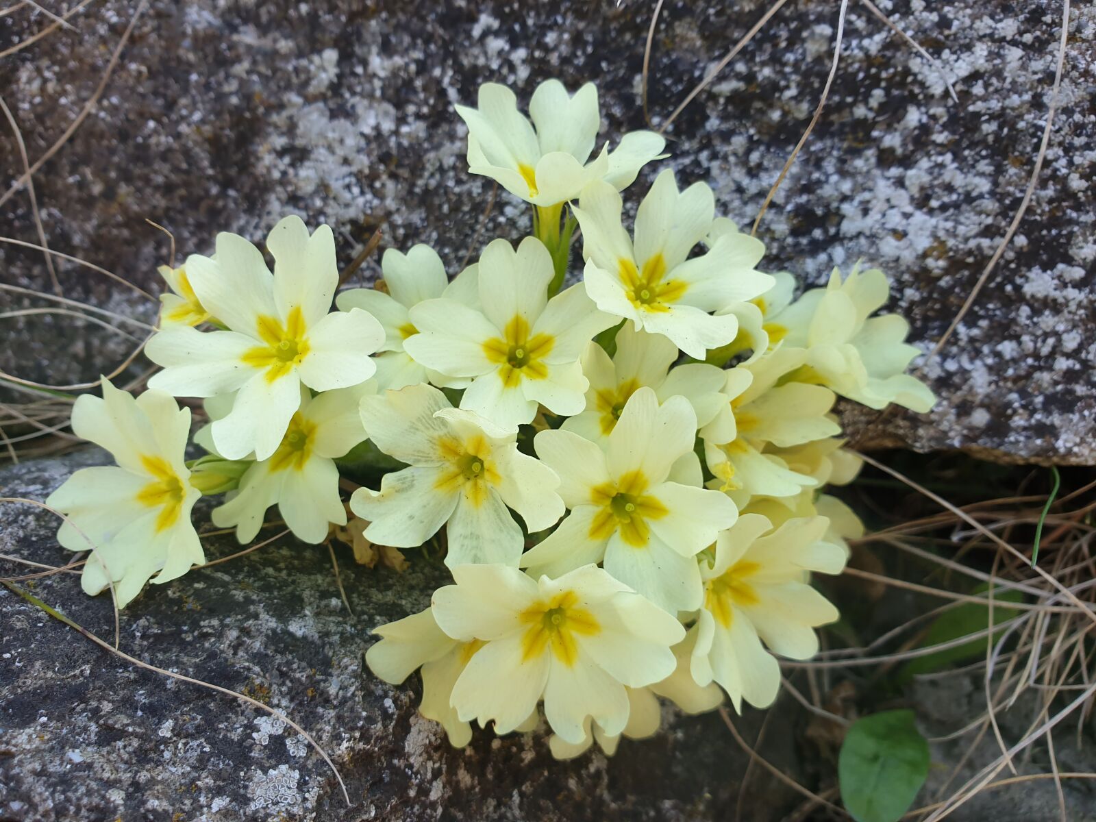Samsung Galaxy S9+ sample photo. Primrose, flower, spring photography