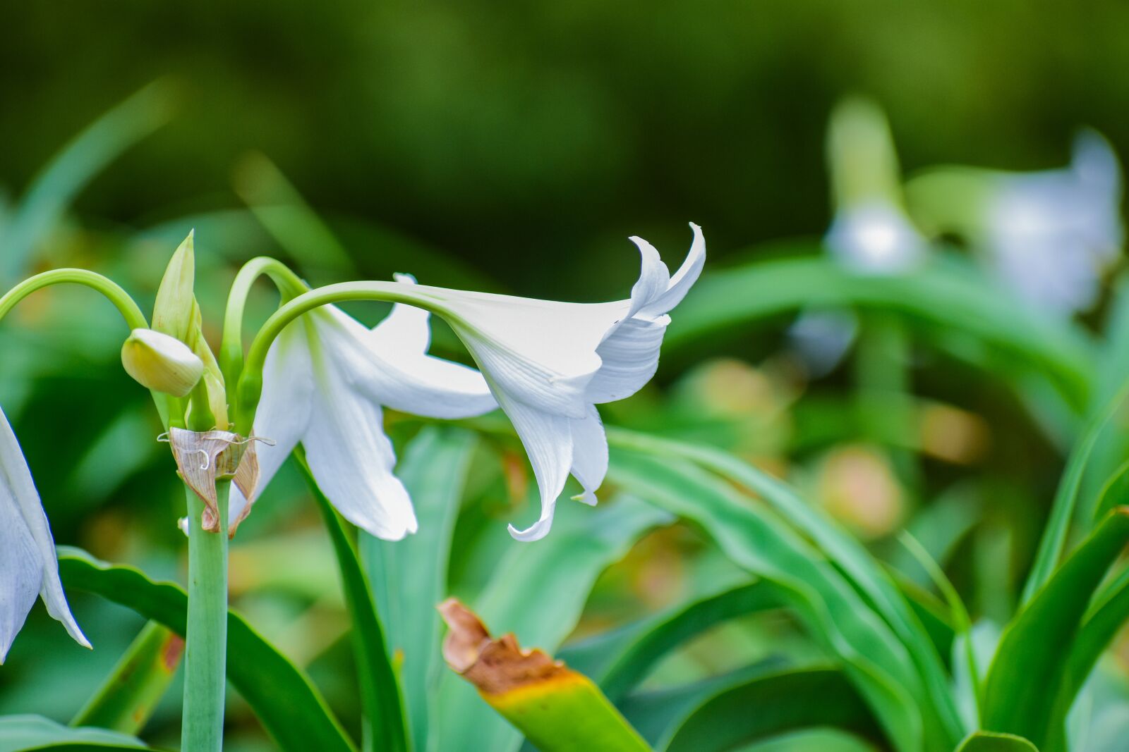 Nikon D3400 sample photo. White flower, petals, nature photography