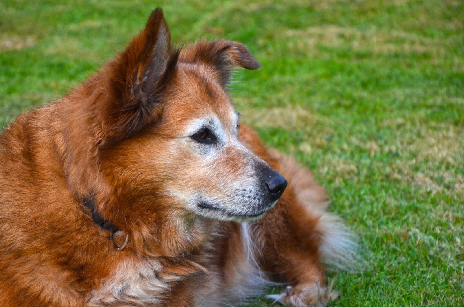 Nikon D5100 sample photo. Harzer fox, dog, fur photography